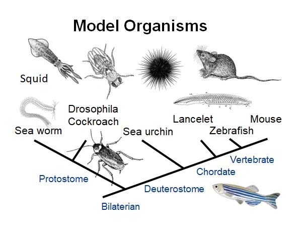 Why Study Model Organisms?