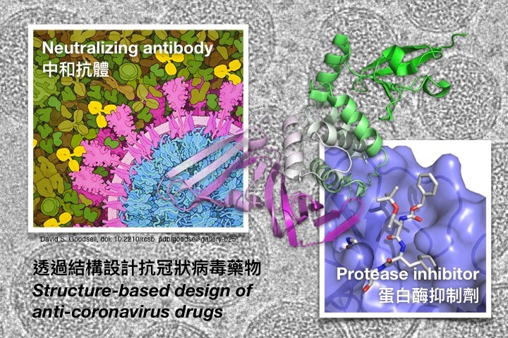 透過蛋白質分子結構設計抗冠狀病毒藥物