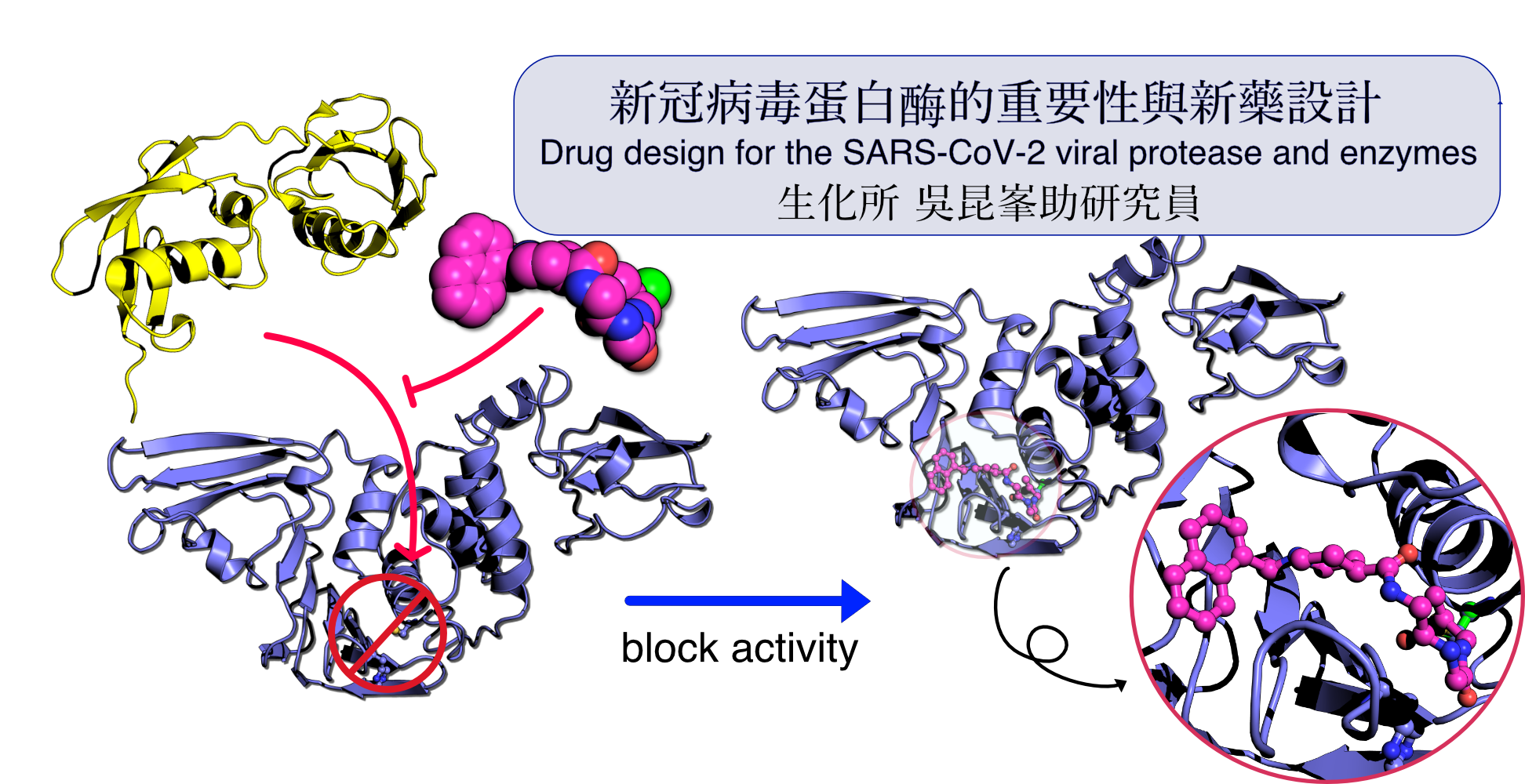 新冠病毒蛋白酶的重要性與新藥設計