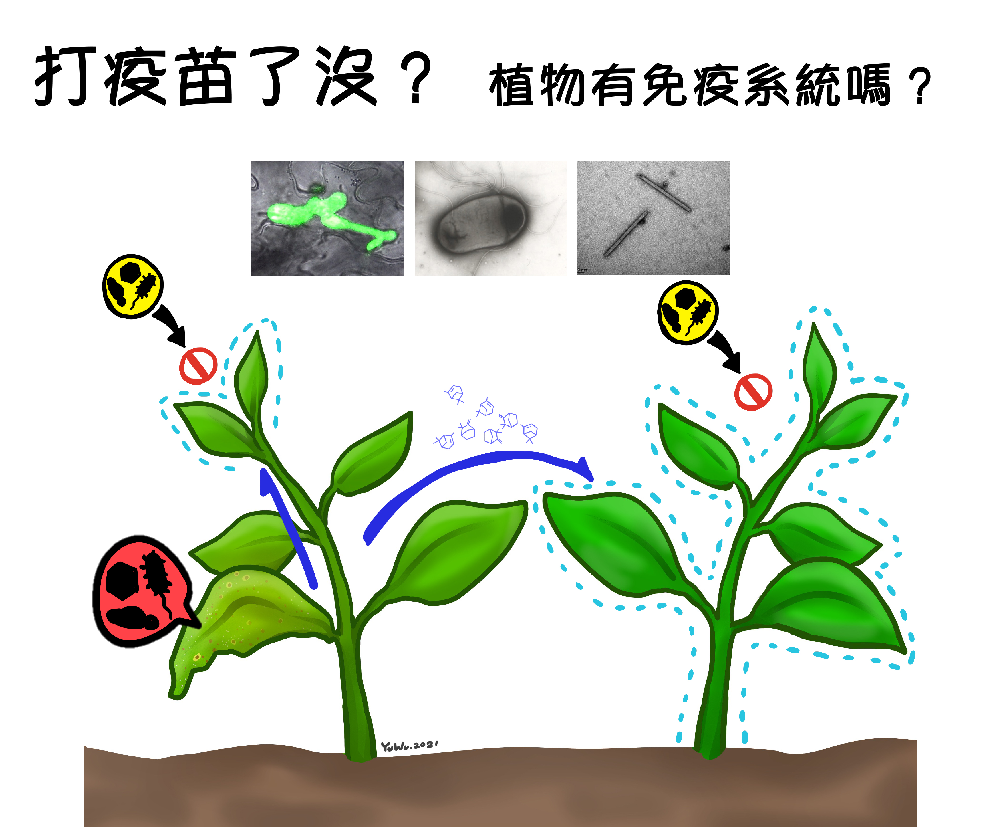 Getting vaccinated?  How do plants achieve immunity?