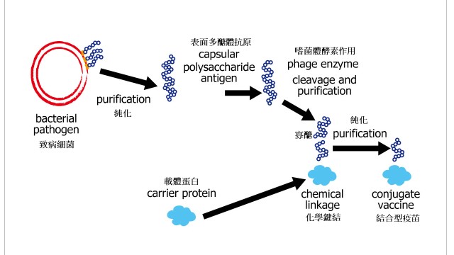 抗藥性的解方與偵測-呼吸道細菌為例