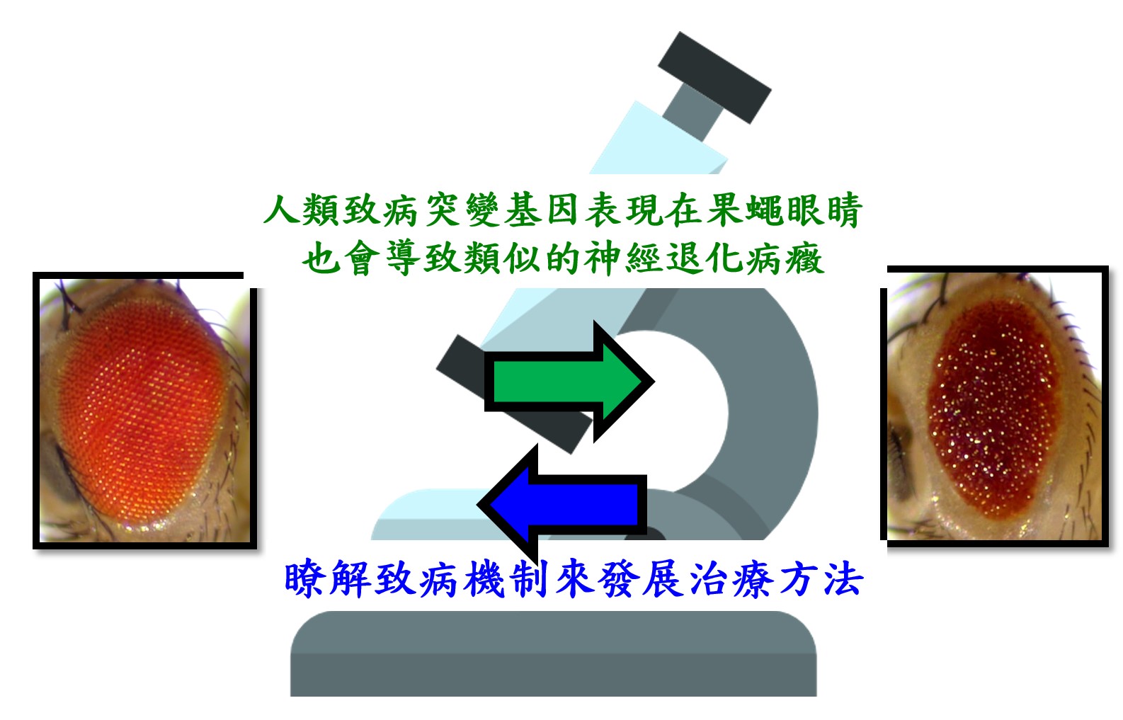 小小果蠅如何幫助我們了解人類神經系統疾病？
