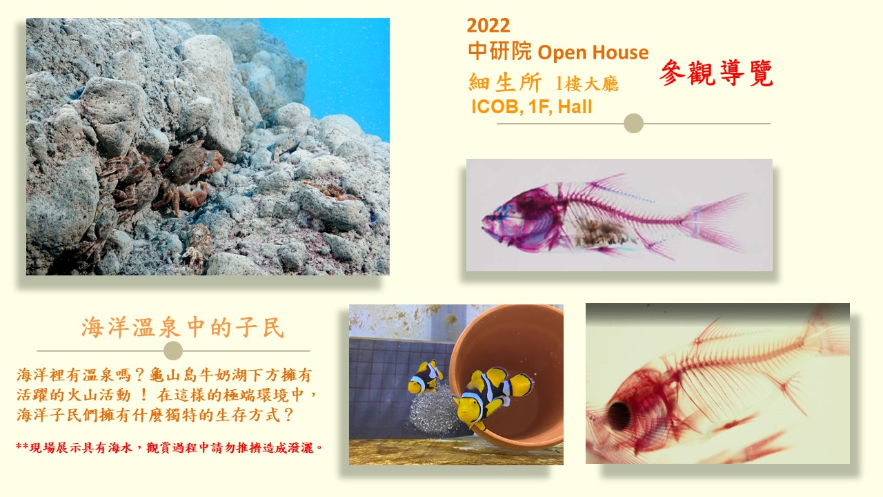 海洋溫泉中的子民