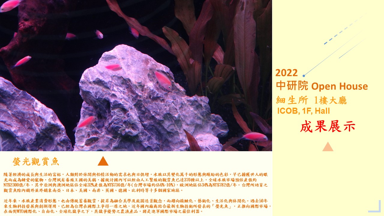 螢光觀賞魚