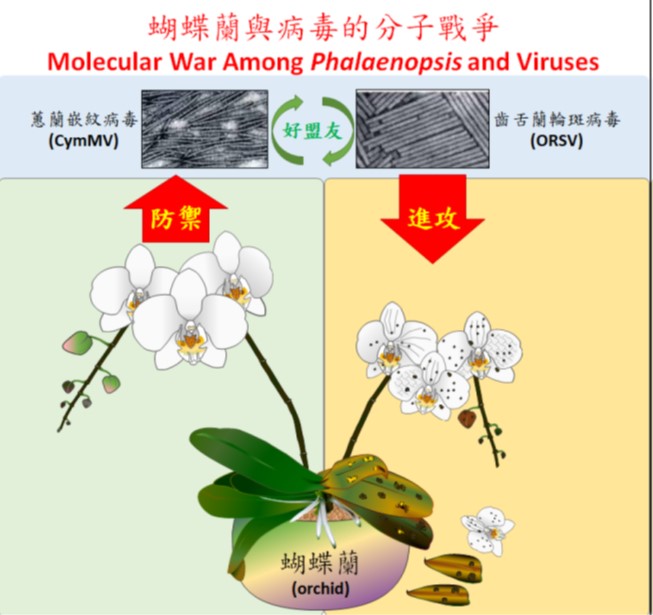 蝴蝶蘭與病毒的分子戰爭