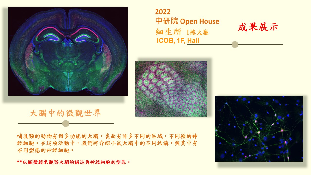 Looking into the Brain