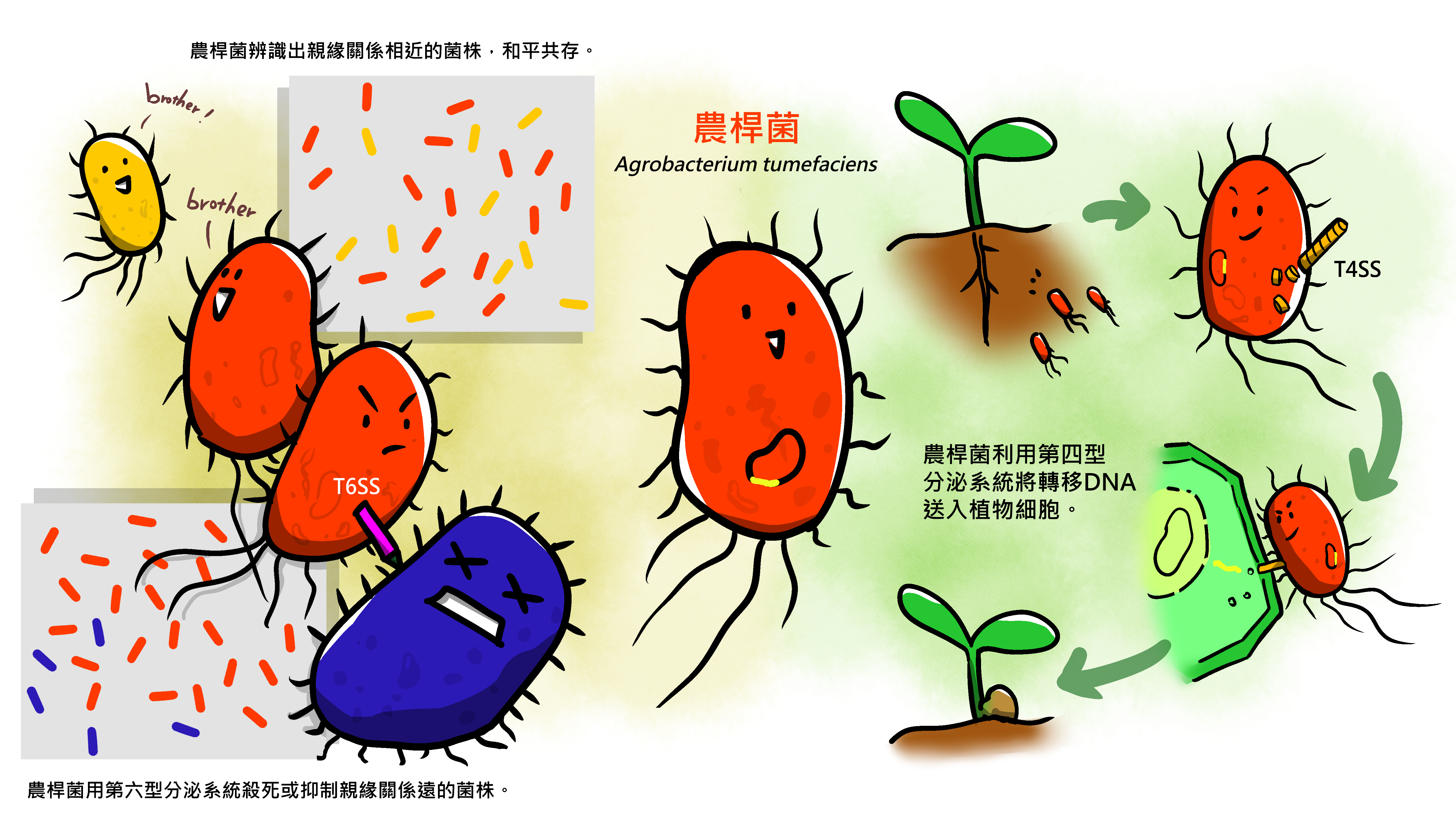 Agrobacterium‘s secret weapons - bacterial antagonism & plant genome