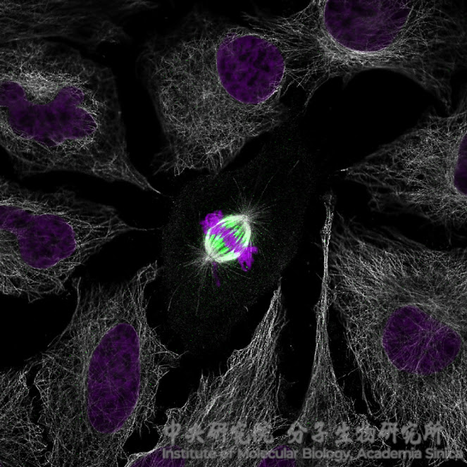 多元又有趣的分子生物奧秘