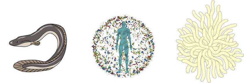 闖關大挑戰-微小盟友與動物冒險：探索微生物與動物互動的迷人世界