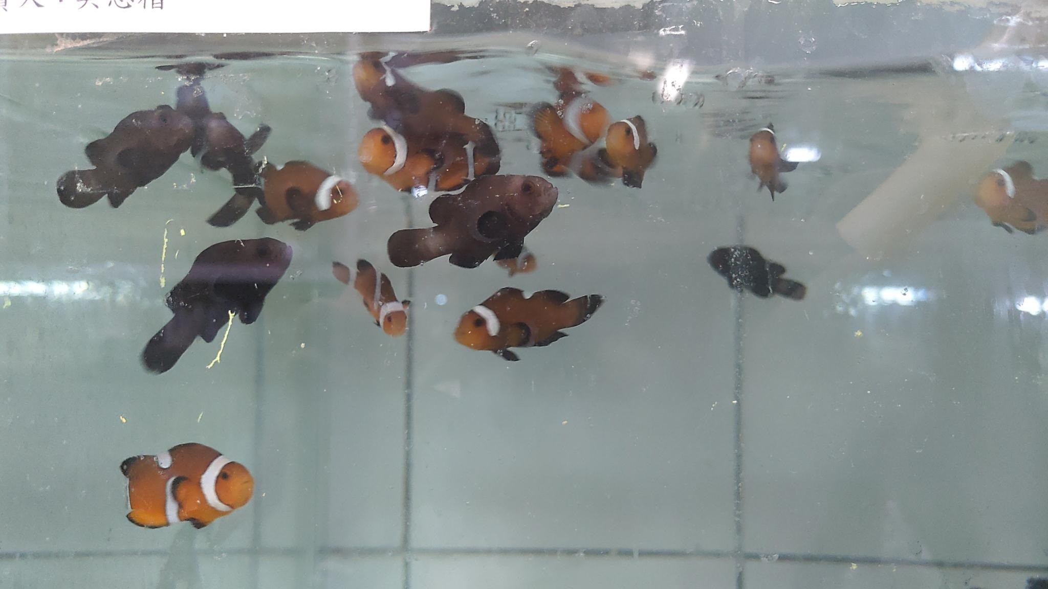 小丑魚的顏色、條紋和圖案