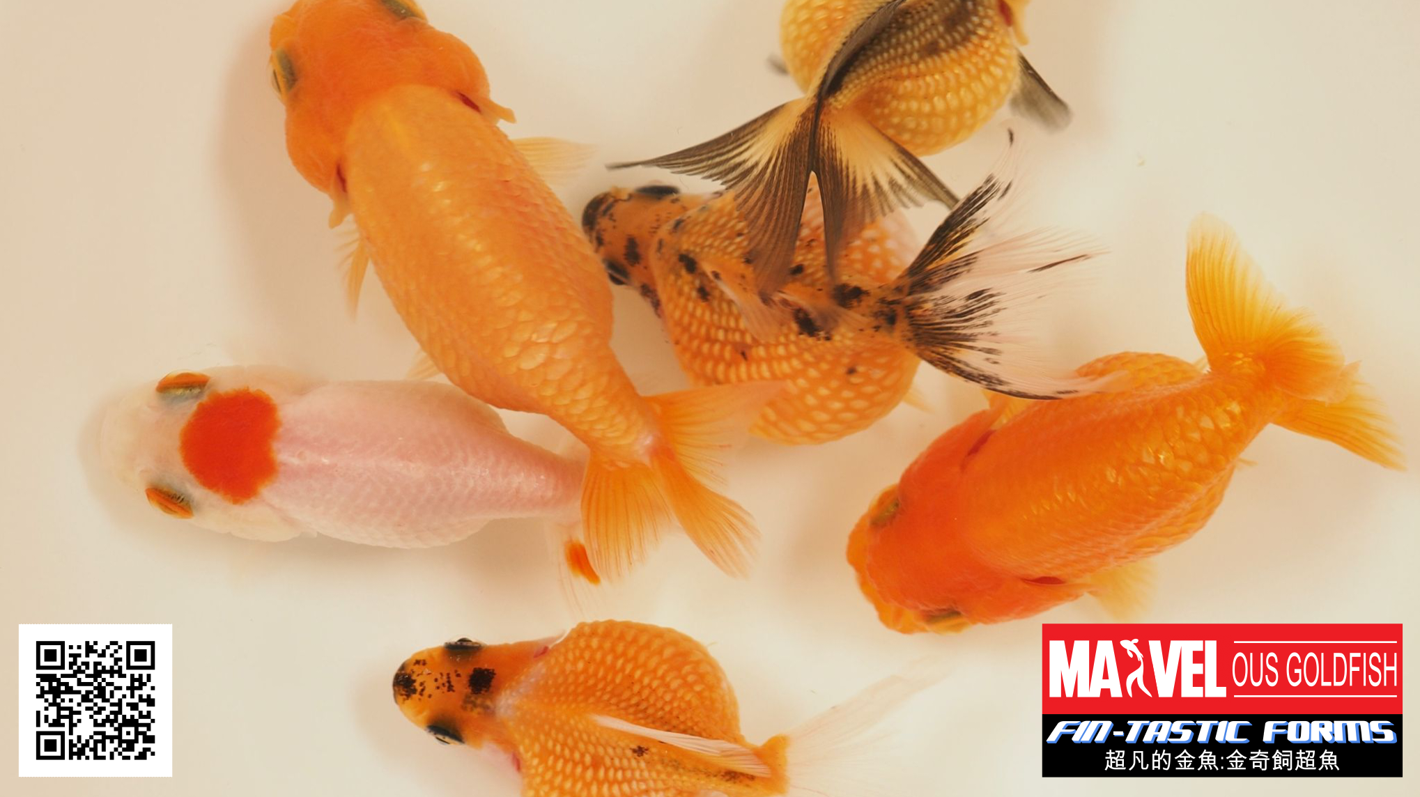 超凡的金魚:金奇飼超魚