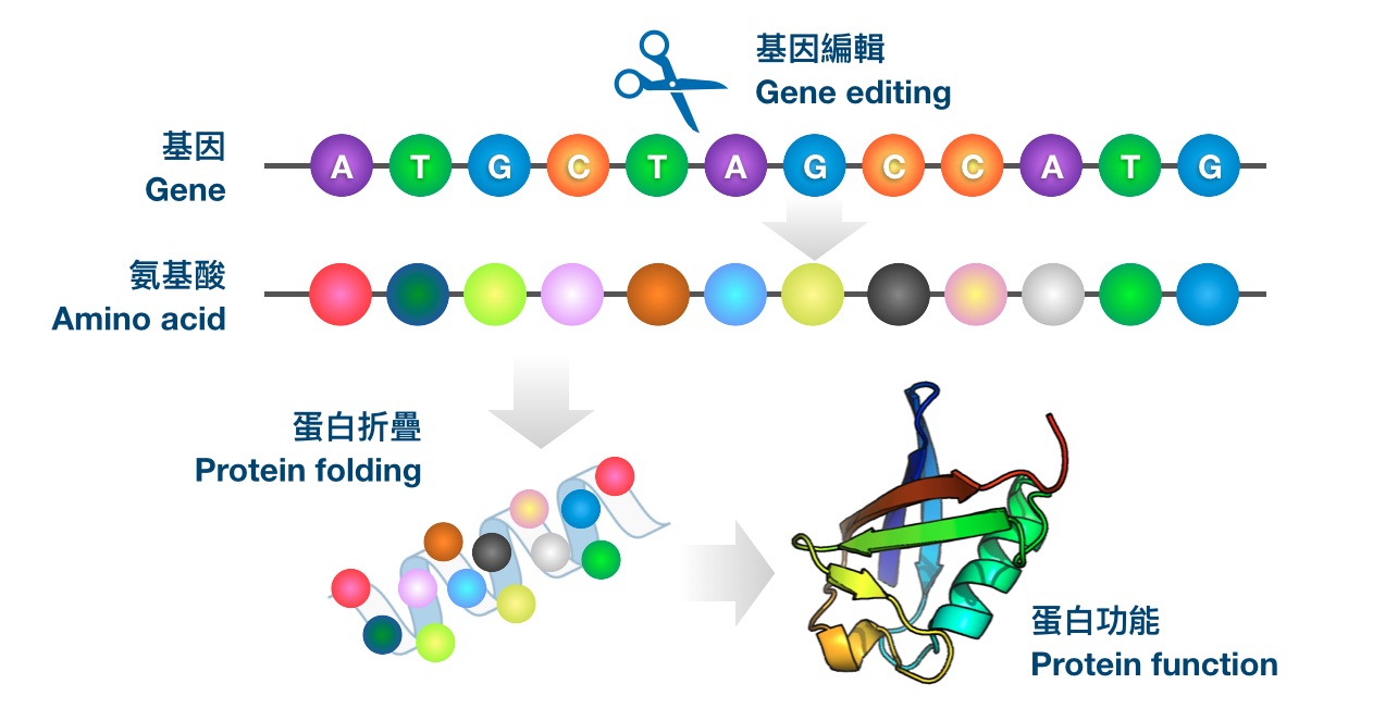 Cracking genetic codes by hands