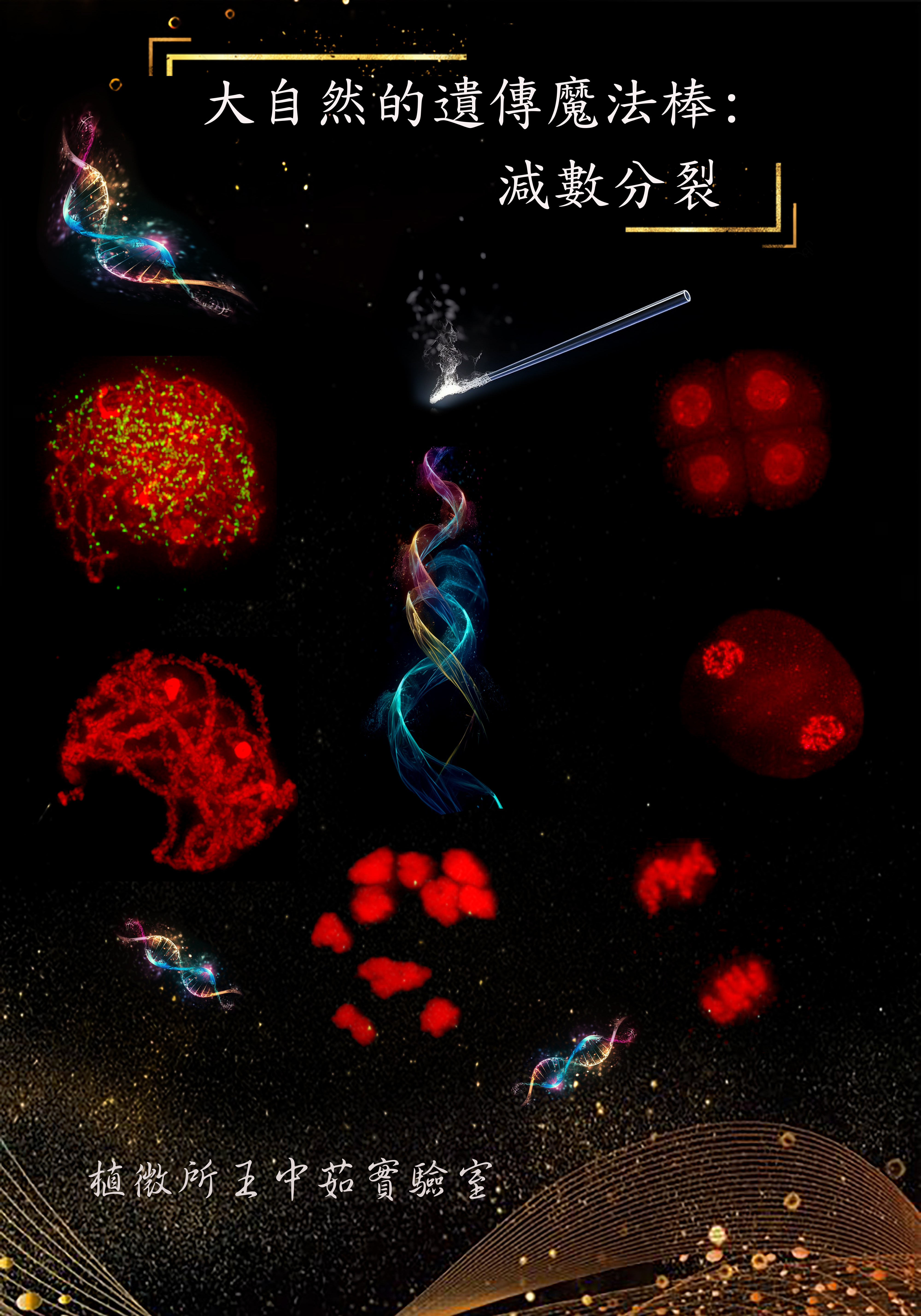 Nature's Genetic Magic Wand: Homologous Chromosome Recombination in Meiosis.