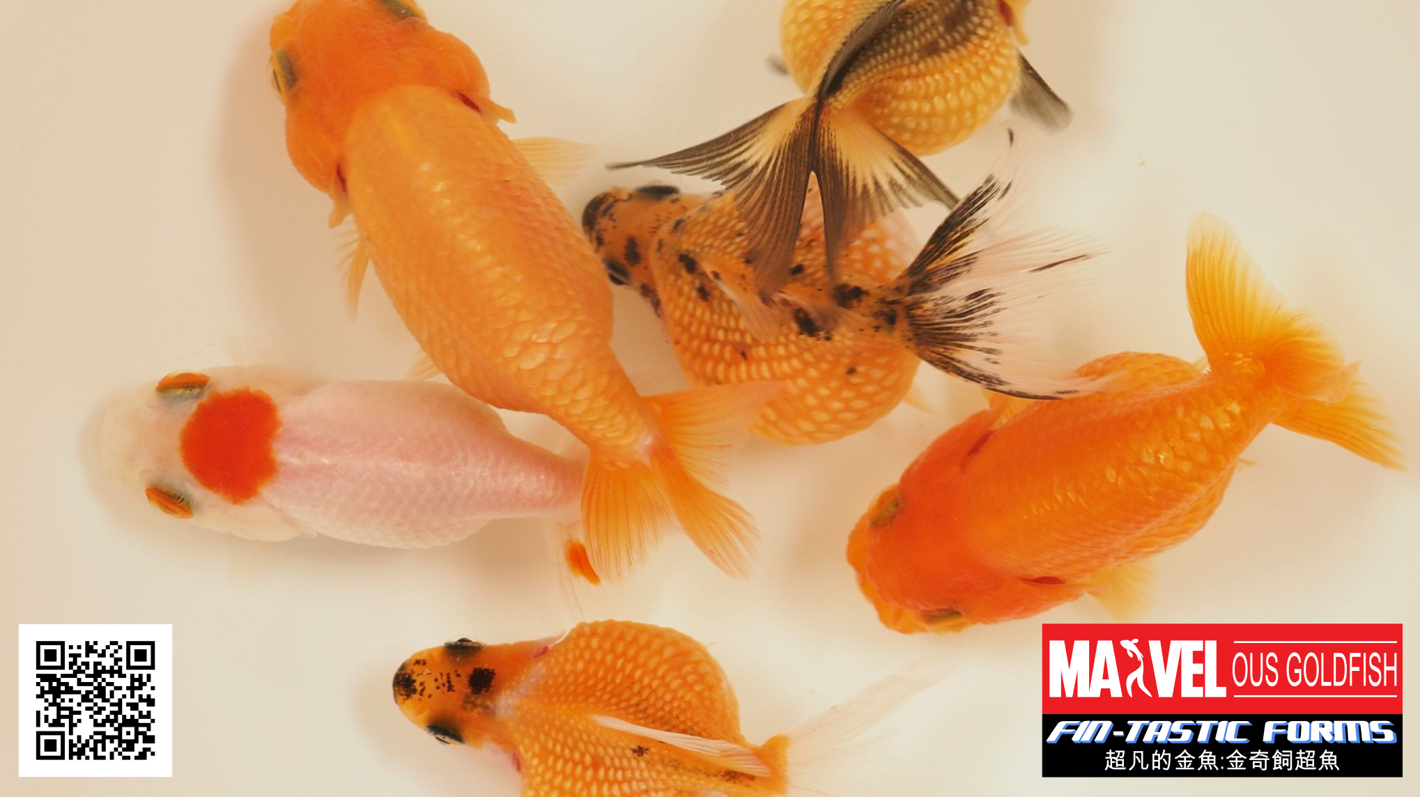 Marvelous goldfish: fin-tastic forms