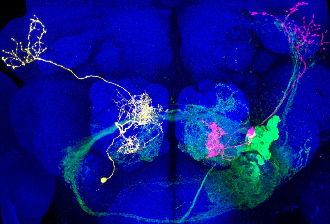 From fluorescence to brains in the world